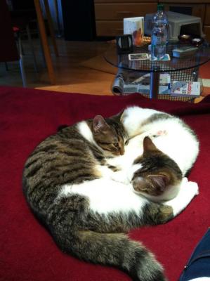 Прикачена снимка