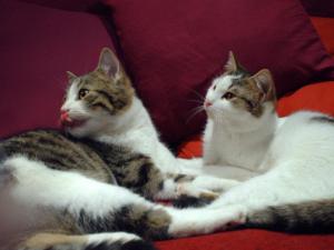 Прикачена снимка