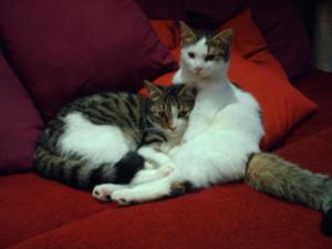 Прикачена снимка