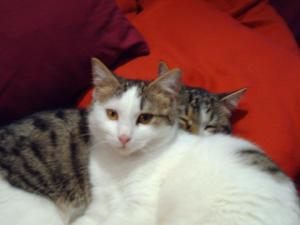 Прикачена снимка