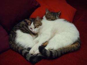 Прикачена снимка