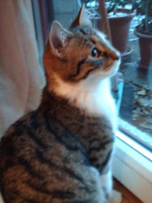 Прикачена снимка