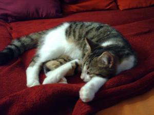 Прикачена снимка