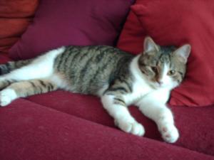 Прикачена снимка