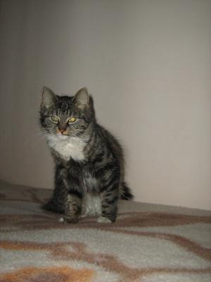 Прикачена снимка