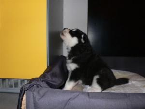 Прикачена снимка