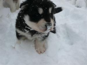 Прикачена снимка