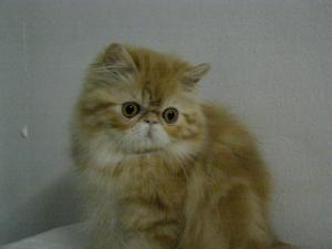 Прикачена снимка