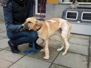 Прикачена снимка