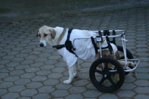Прикачена снимка
