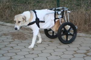 Прикачена снимка