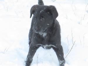 Прикачена снимка