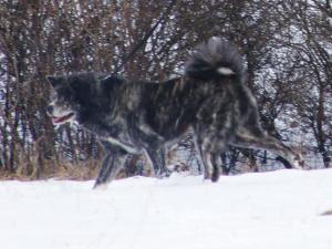 Прикачена снимка