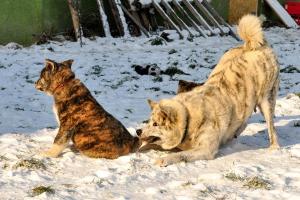 Прикачена снимка