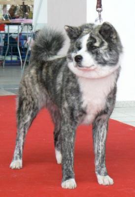 Прикачена снимка