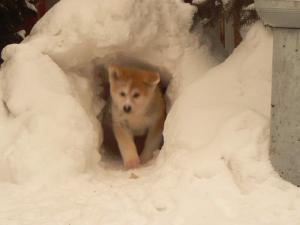 Прикачена снимка