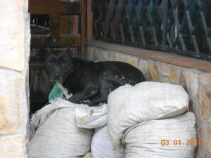 Прикачена снимка