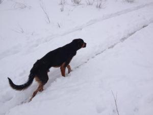Прикачена снимка