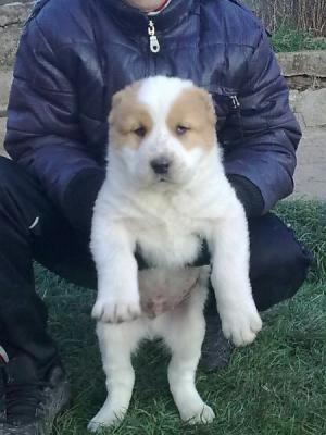 Прикачена снимка