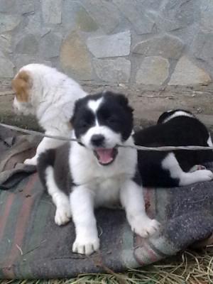 Прикачена снимка