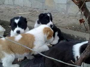 Прикачена снимка