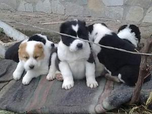 Прикачена снимка