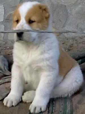Прикачена снимка