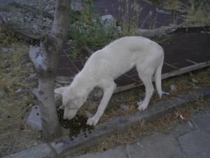 Прикачена снимка