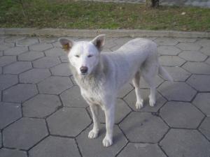 Прикачена снимка