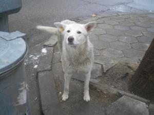 Прикачена снимка