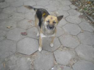 Прикачена снимка