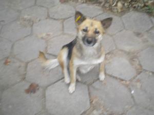 Прикачена снимка
