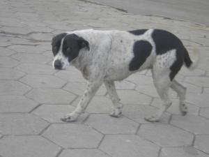 Прикачена снимка