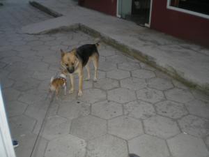 Прикачена снимка