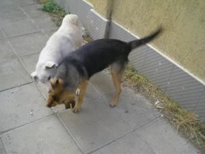 Прикачена снимка