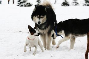 Прикачена снимка