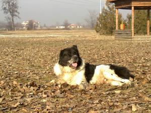 Прикачена снимка
