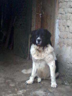 Прикачена снимка