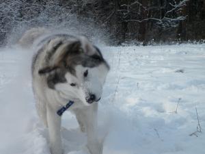 Прикачена снимка
