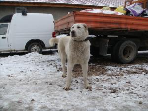 Прикачена снимка