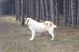 Прикачена снимка