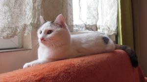 Прикачена снимка