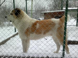 Прикачена снимка