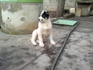 Прикачена снимка