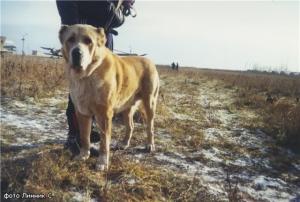 Прикачена снимка