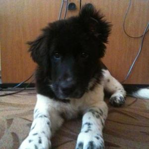 Прикачена снимка