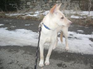 Прикачена снимка