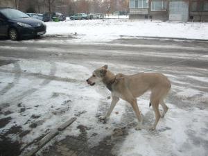Прикачена снимка