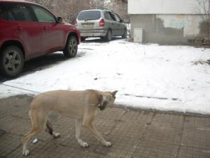 Прикачена снимка