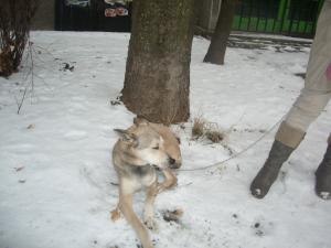 Прикачена снимка